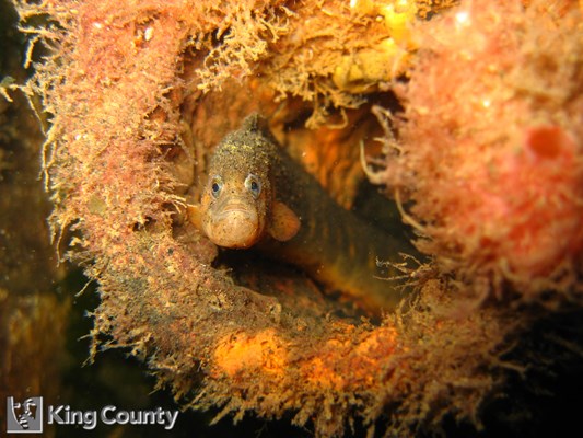Photo of Pholis laeta